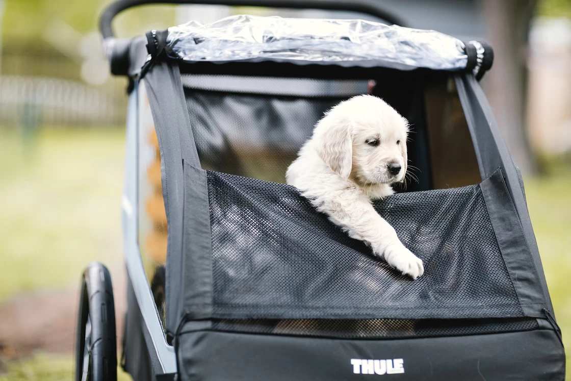 Dog Trailer Kit do przyczepki Thule Courier